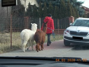 Czyżby spacerowanie z pieskiem było już faux pas