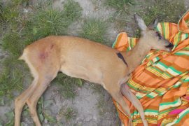 Sarna przedostała się na teren nieruchomości.