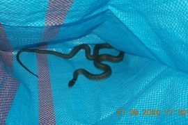 Nietypowa interwencja Straży Miejskiej w Zgierzu.