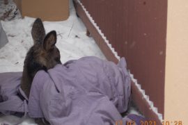 Z serii: Nietypowe interwencje Straży Miejskiej w Zgierzu